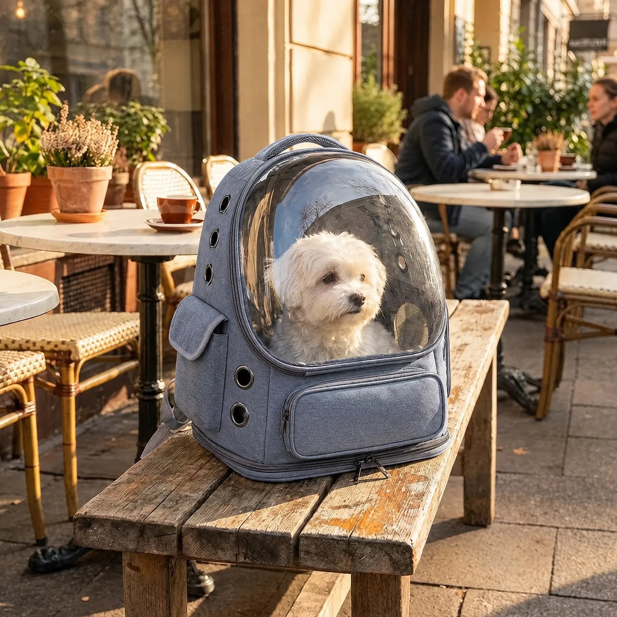 Cagnolino bianco nello zaino trasportino trasparente blu su una panchina di un dehors