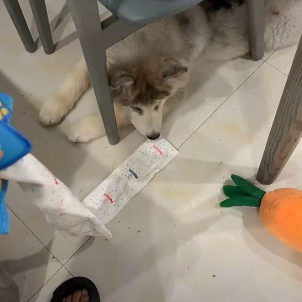 Foto recensione Annie - Tessuto di alta qualità, il mio cane lo adora