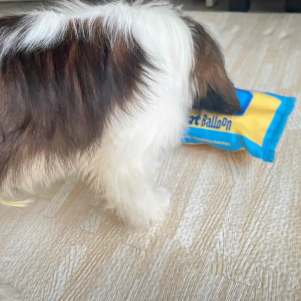 Foto recensione Noemi T. - Il mio cucciolo lo ha afferrato subito