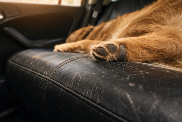 Dettaglio sedili posteriori in pelle scura con zampa di cane medio-grande in primo piano