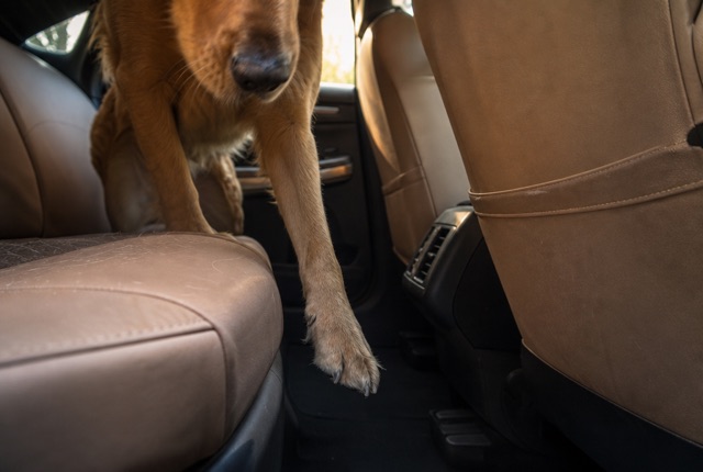 Vuoto tra sedile anteriore e posteriore dell'auto con zampa di cane sospesa in cerca di appoggio