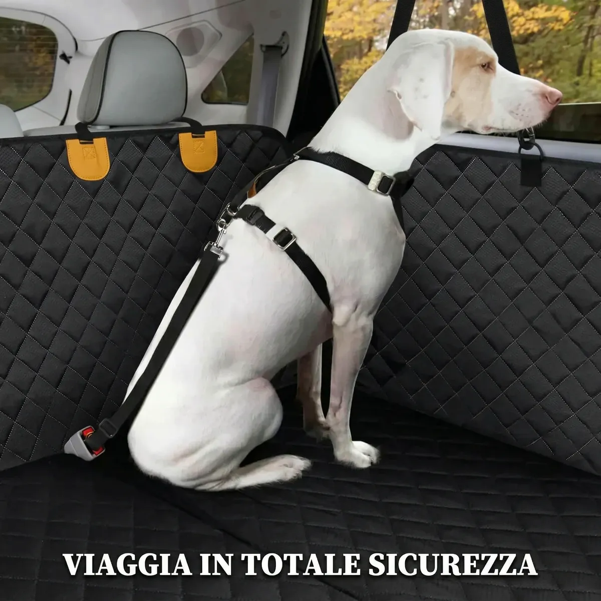 Cane in auto con cintura