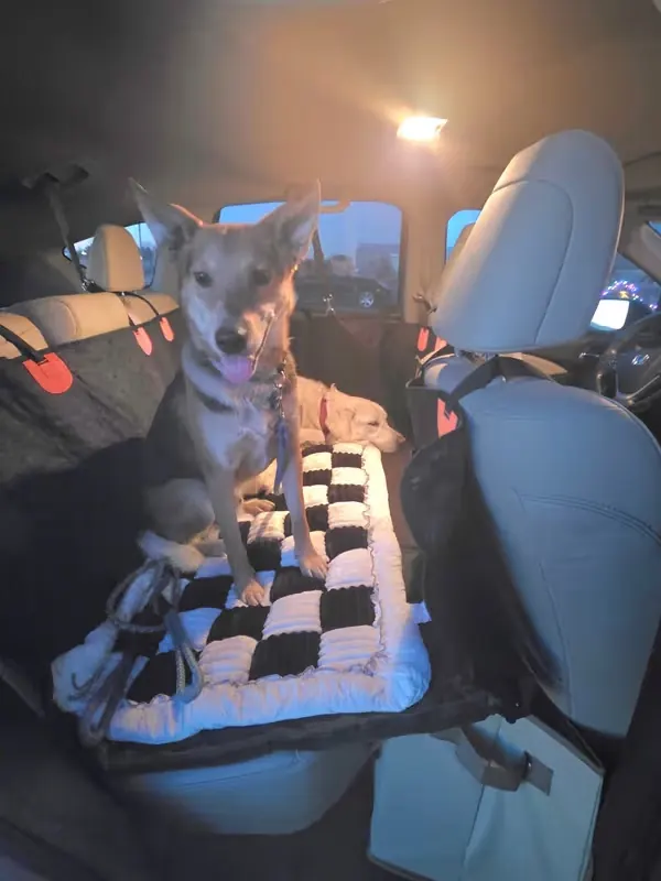 Recensione cliente prodotto serio per viaggio in auto con cane