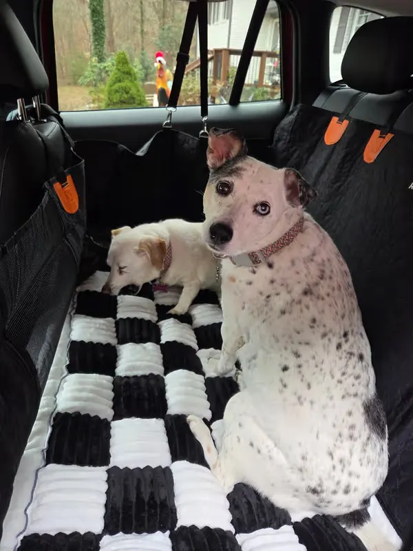 Recensione cliente cane più tranquillo durante il viaggio in auto